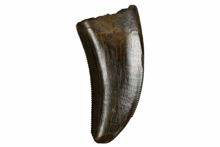 Serrated Tyrannosaur Tooth - Judith River Formation #184601